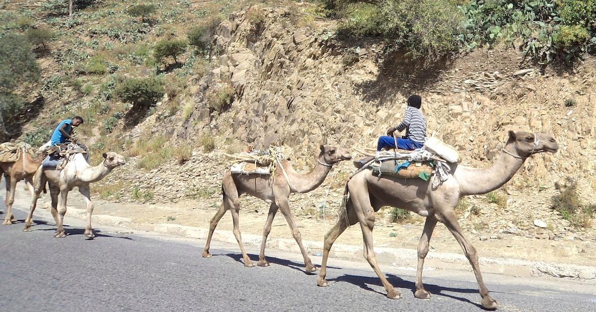 Julkistamisjuhlan jälkeen blininkieliset raamatunkäännökset lastattiin Kerenissä, Eritreassa, kamelien selkään ja vietiin kaukaisiin kyliin ja niiden kirkkoihin.