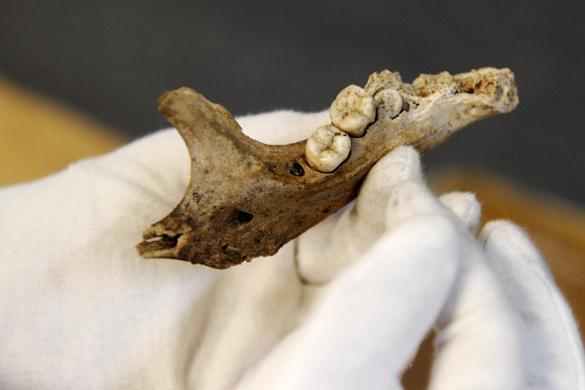 Nämä hampaat löytyivät Senaatintorin alta vuonna 2012. Kuva: Markku Ulander / Lehtikuva