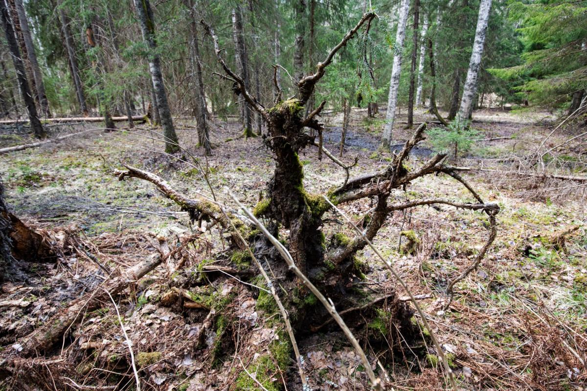 Suojelupäätöksen jälkeenkin alueella saa liikkua, ja siellä voi poimia marjoja ja sieniä sekä metsästää.