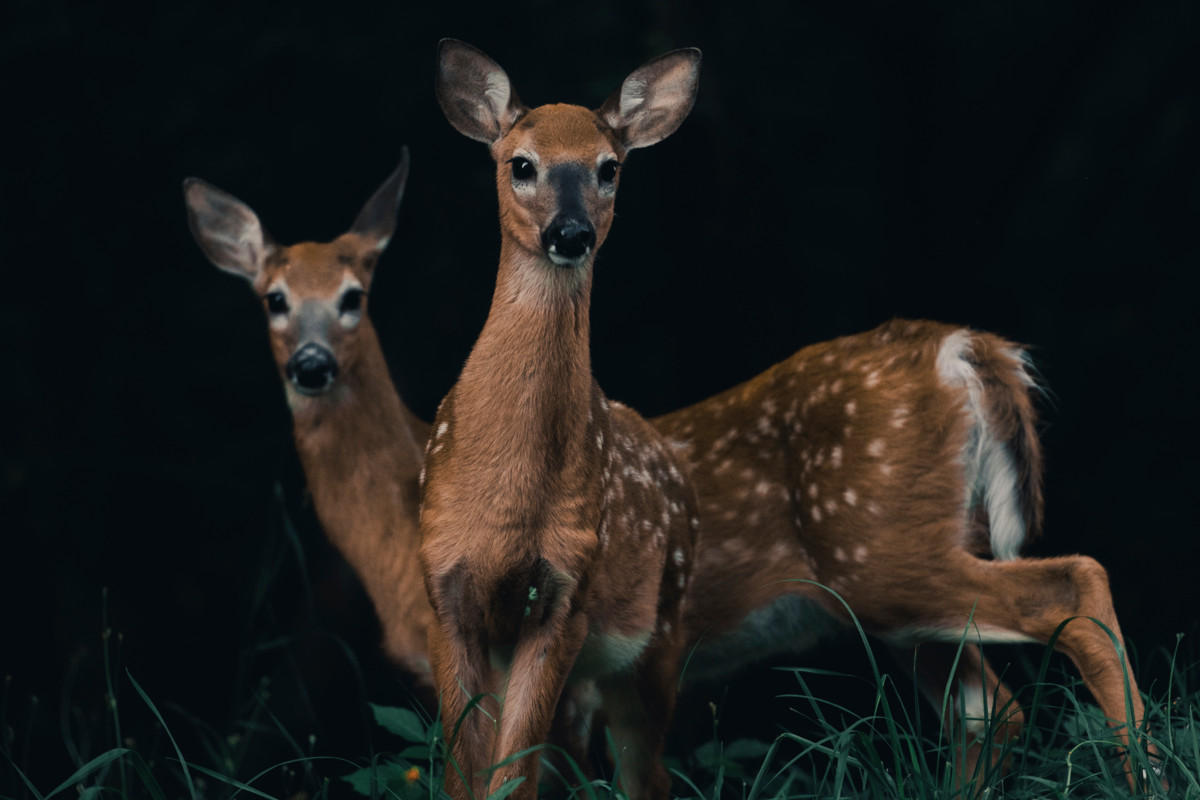 Kauriista on totuttu puhumaan punkkien levittäjinä, mutta tuoreen tutkimustiedon mukaan käsitys on väärä. ”En itse näe kauriita minkäänlaisena pahan lähteenä. Kauriista on tehty syntipukki, vaikka melkein kaikilla muilla lajeilla on suurempi rooli punkkien levittämisessä kuin niillä”, sanoo biologian dosentti Eero Vesterinen. Kuvassa on valkohäntäkauriin vasoja.