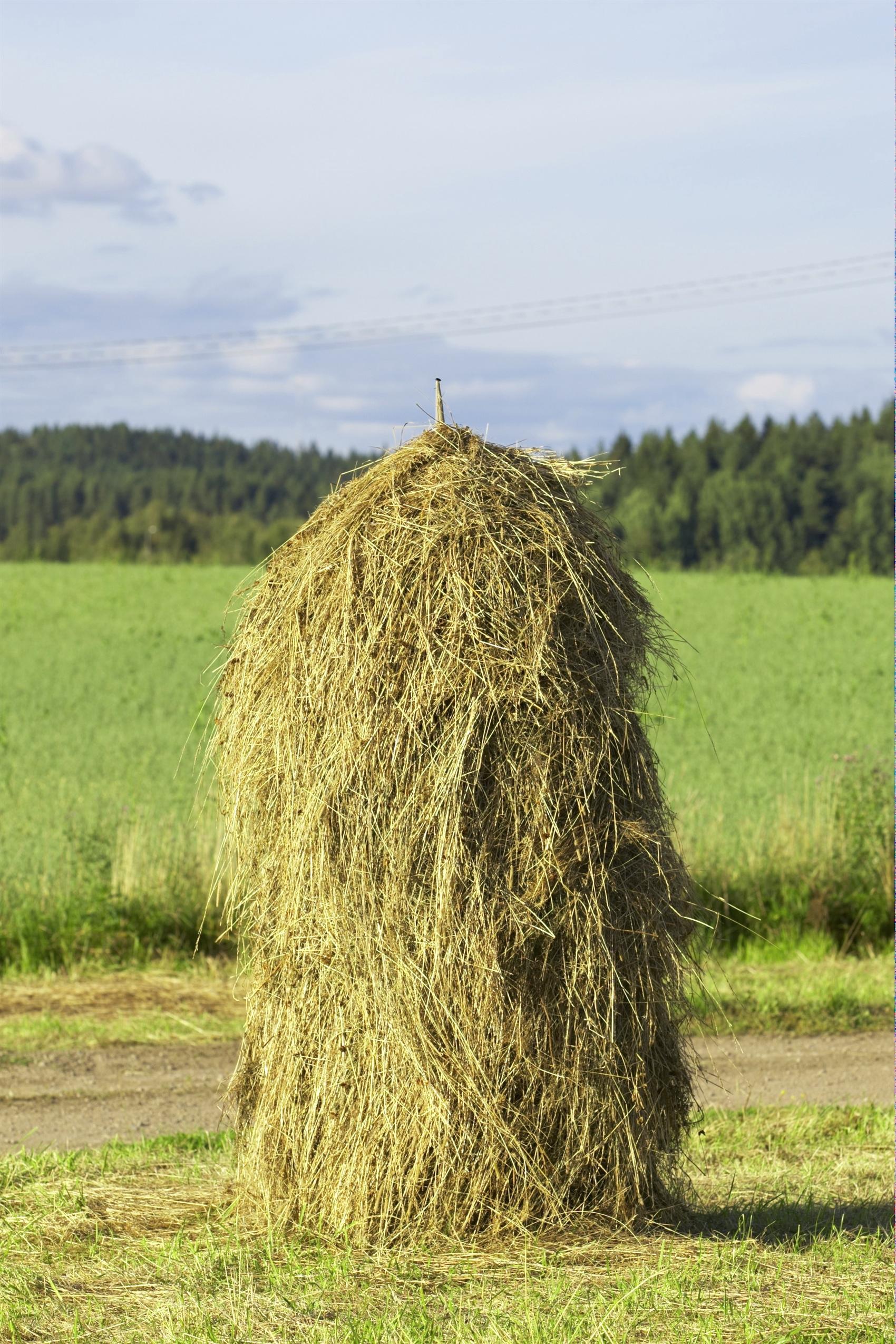 Kuva: Tero Sivula/ Rodeo