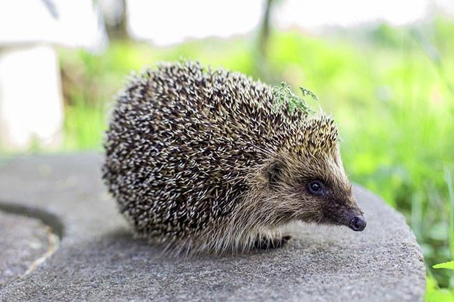Luonnonvaraisten eläinten kanssa ei kannata luottaa maalaisjärkeen, vaan asiantuntijaan. Kuva Thinkstockphotos
