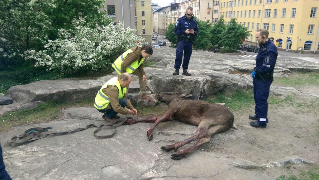 Paikalla oli poliisin lisäksi virka-apua antaneita metsästäjiä.