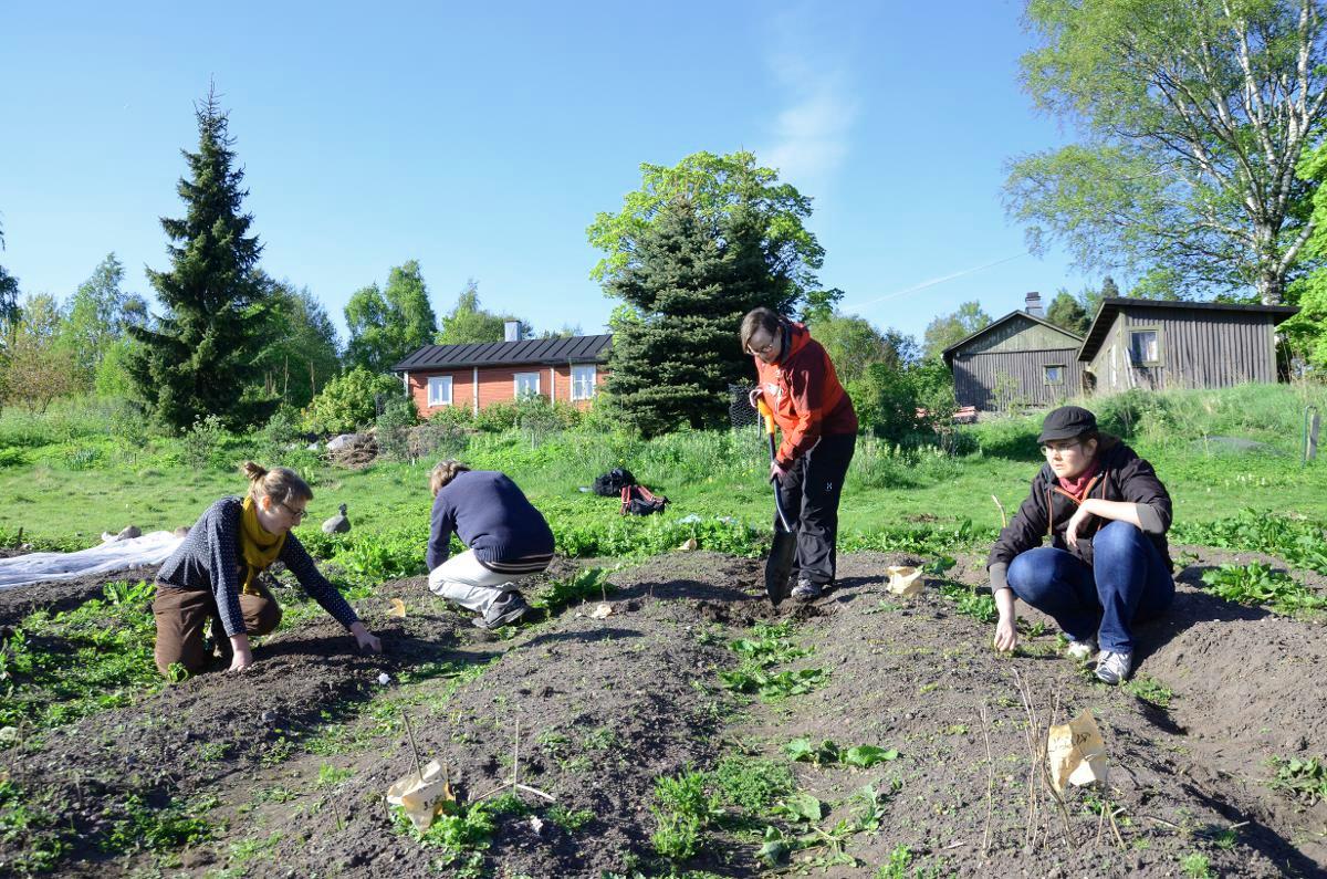 Kaupunkilaisten kasvimaa. Syötävän puiston keskiviikkotalkoissa hoidetaan viljelyksiä ja korjataan satoa. Kuva: Jouni Viitala