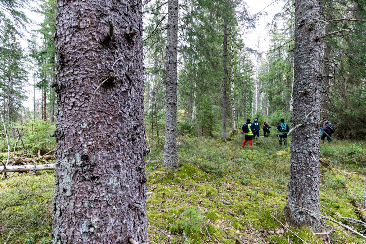 Retkikunta pysähtyy Velskolassa metsässä, jossa on tarkoitus tehdä avohakkuita.  
