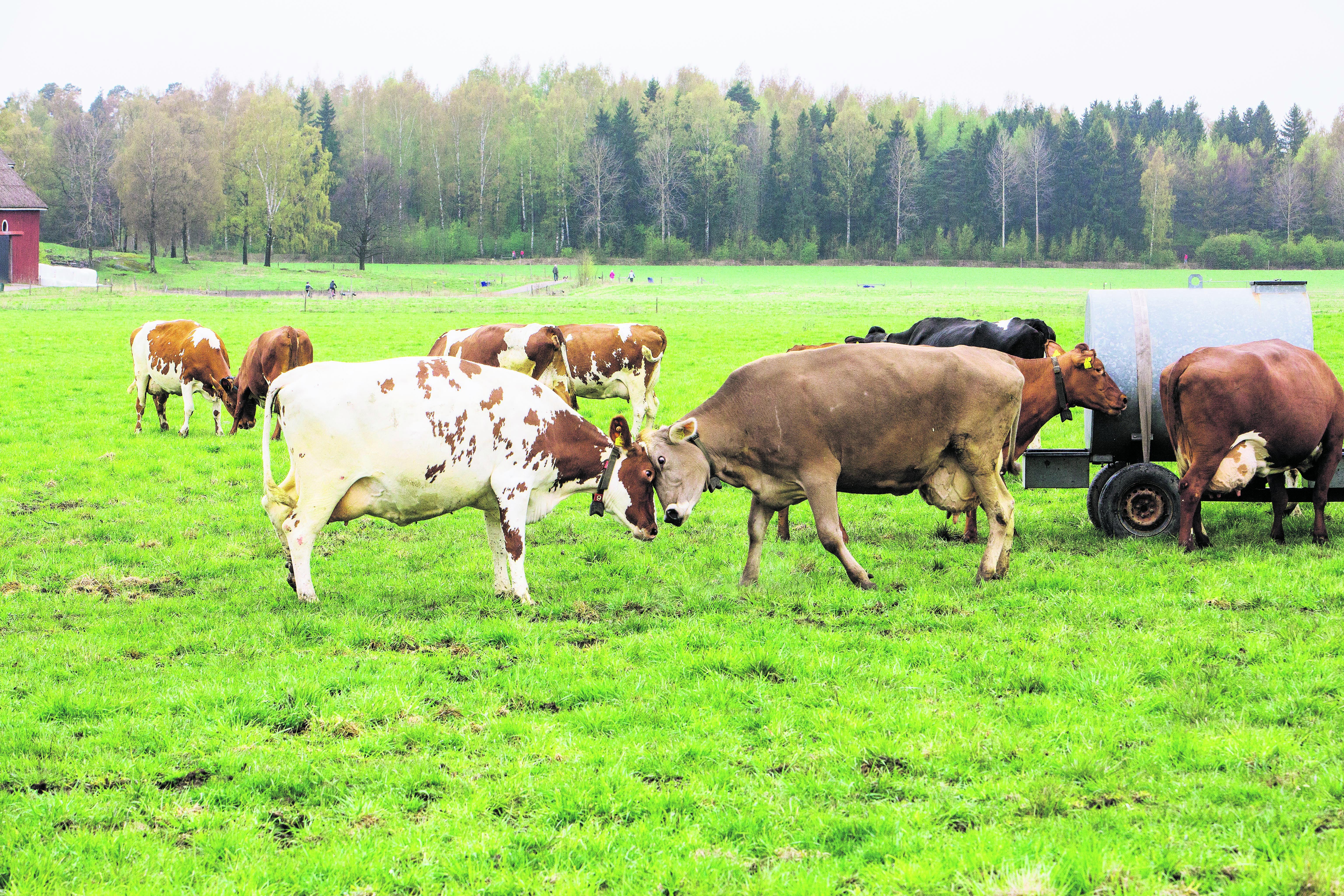 Kevätkiista. Ayrshire ja brown swiss -lehmät selvittivät arvojärjestystään laidunkauden alkajaisiksi Viikin tutkimus- ja koetilalla.