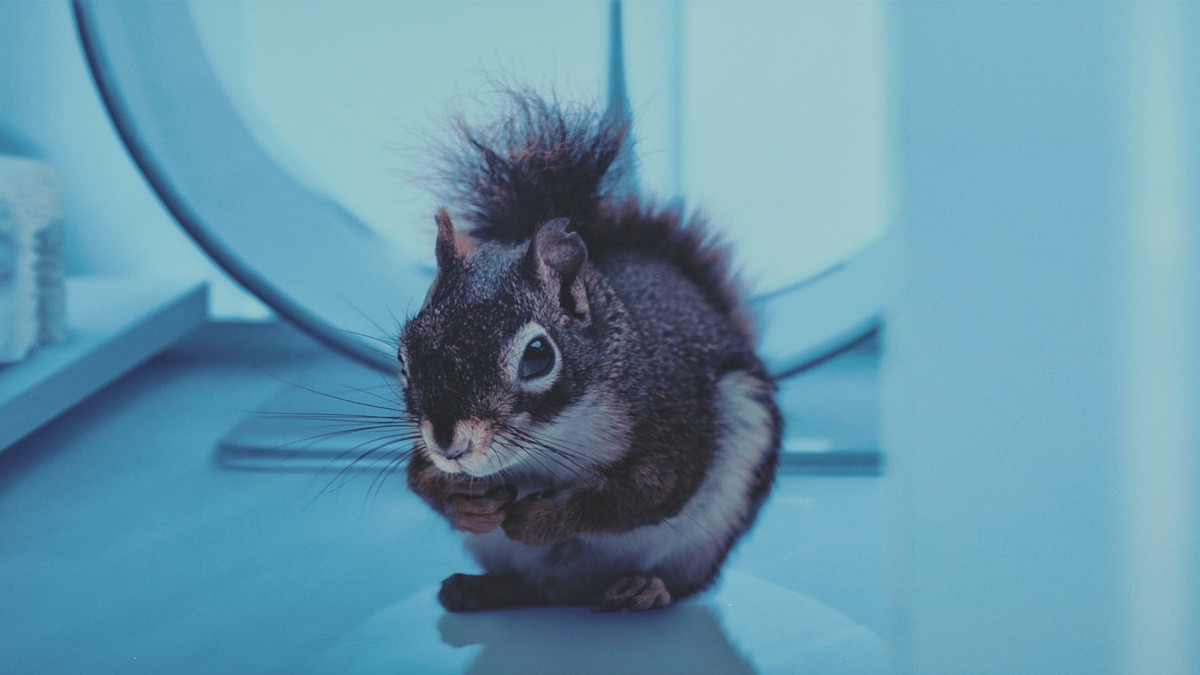 Elokuvassa esiintyviä oravia ei voinut kouluttaa tai kontrolloida, vaan asiat oli tehtävä niiden ehdoilla. Kuva: Max Smeds/Bufo
