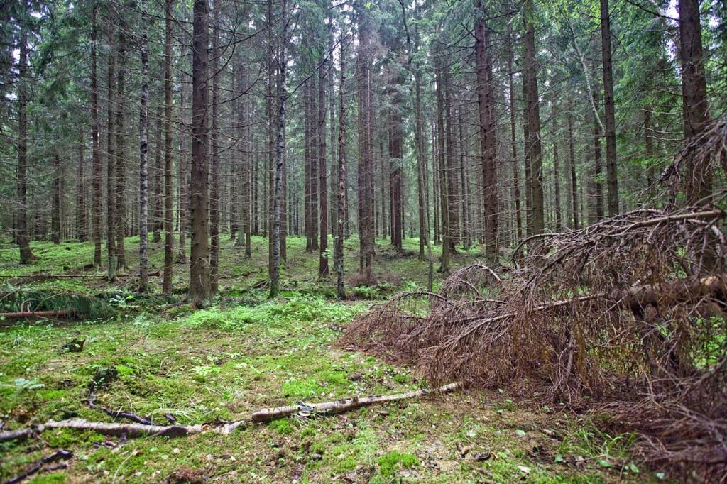 Sipoonkorpi odottaa retkeilijöitä.