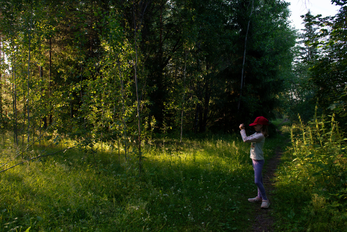 Haapa on ikiaikainen puu, jonka ikää ei voi päätellä vuosirenkaista. Haapa on poppeleiden sukua, johon kuuluvia puita on kasvanut jo liitukaudella, eli noin sata miljoonaa vuotta sitten. Kuva: Maija Saari.