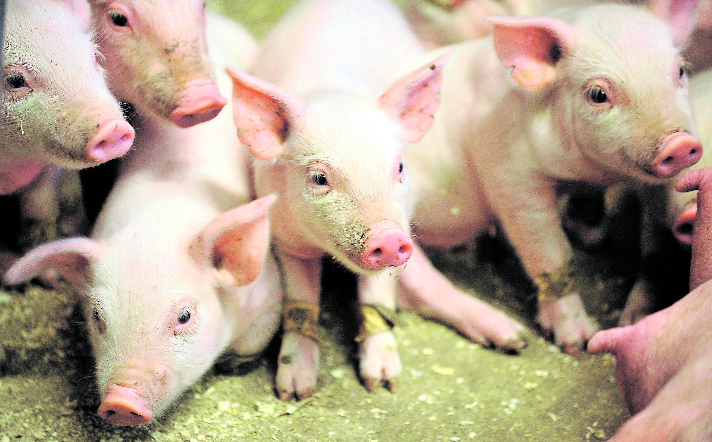 Sesonkieläin. Animalian työhön eläinten puolesta lahjoitetaan joulukuussa jopa kymmenkertaisesti tavalliseen kuukauteen verrattuna. Lahjoituksia on kertynyt viime vuoden tapaan.