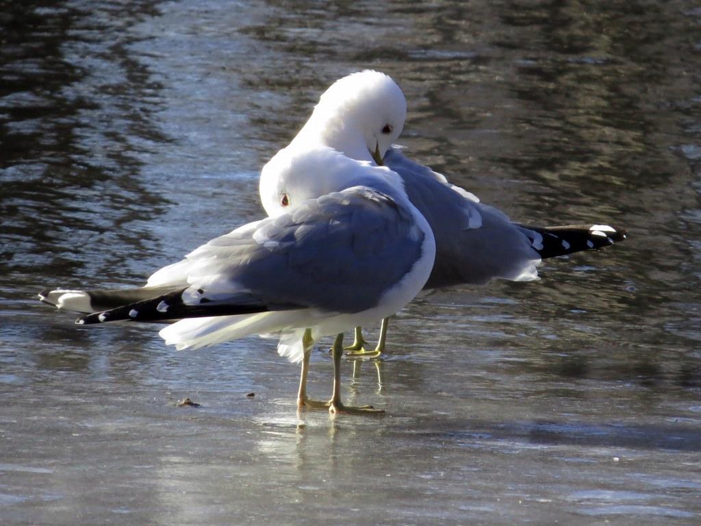 Kuin kyyhkyläiset. Mirja Lehtonen kuvasi kalalokit Vuosaaressa 9.4.