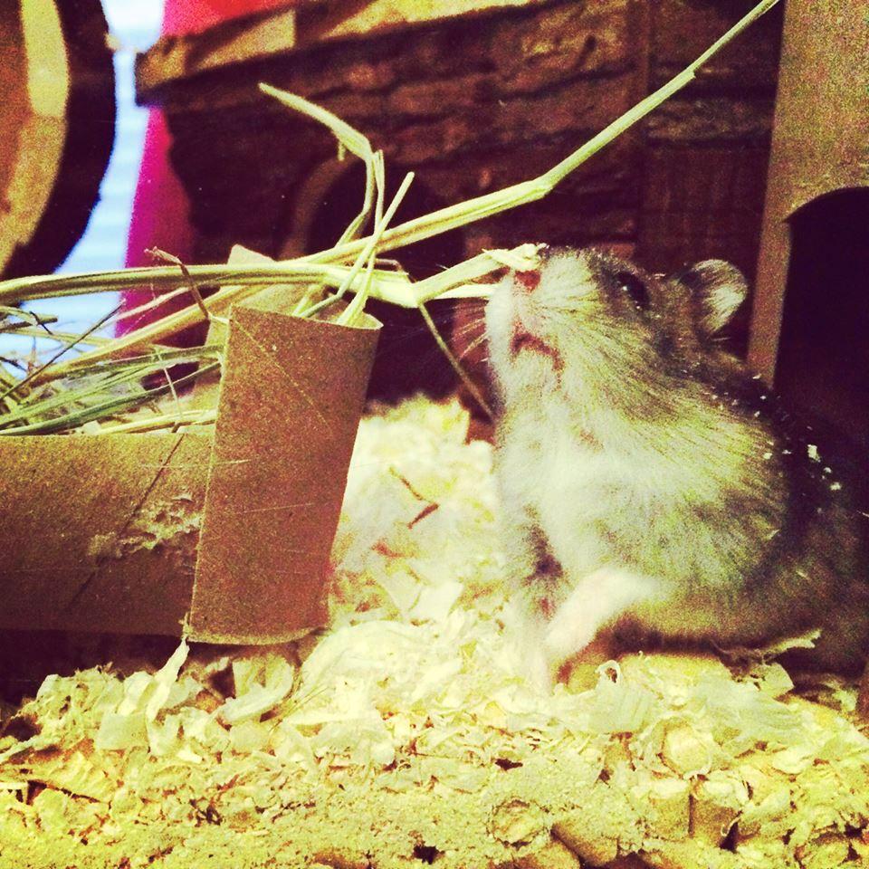 Ota mallia hamsterista! Kuva: Sari Saaristo