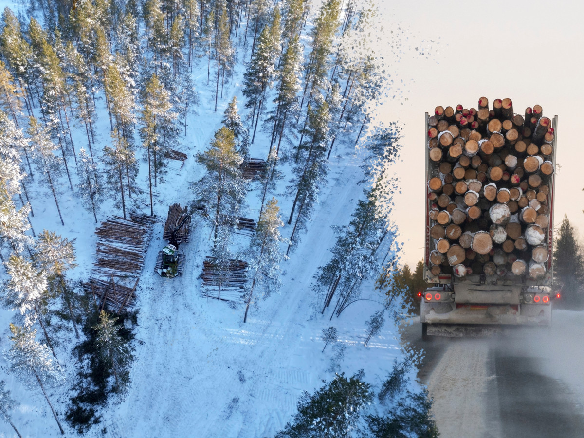 Suomessa kaadetun metsän tilalle kasvaa aina uusi metsä, kirjoittaa Atte Isoaho. Kuva: Esa Hiltula ja Anastasiia Akh/Istock