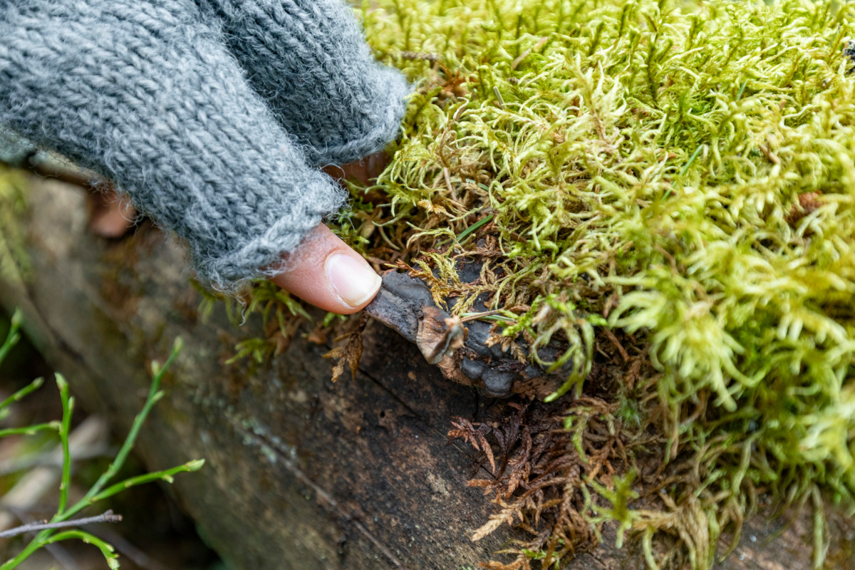 Lahopuun sammaleessa kasvaa rusokantokääpää.