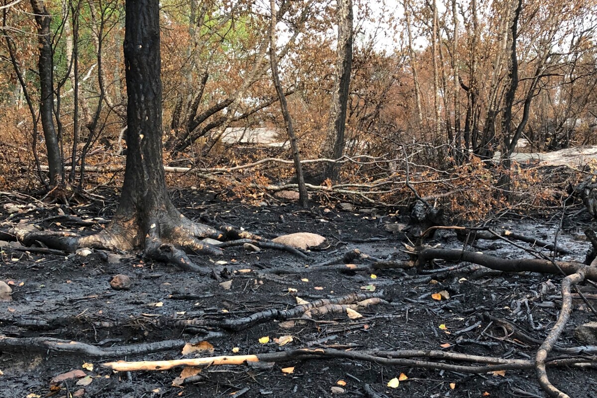 Metsäpalon jälkiä Saaristomeren kansallispuistoon kuuluvalla Jungfruskärin saarella. Kuva: Mari Aarnio
