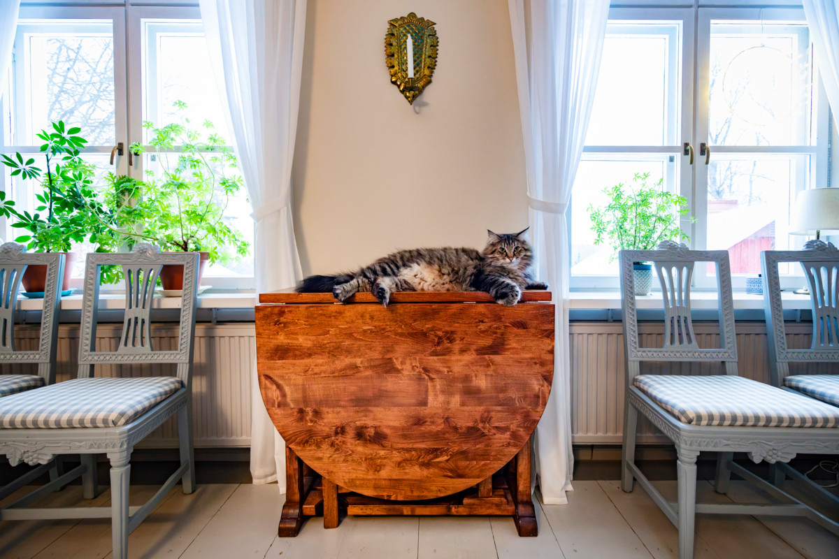 Viiru-kissa muutti piispalaan joulun alla 2024. Viiru on 2,5-vuotias norjalainen metsäkissa. 