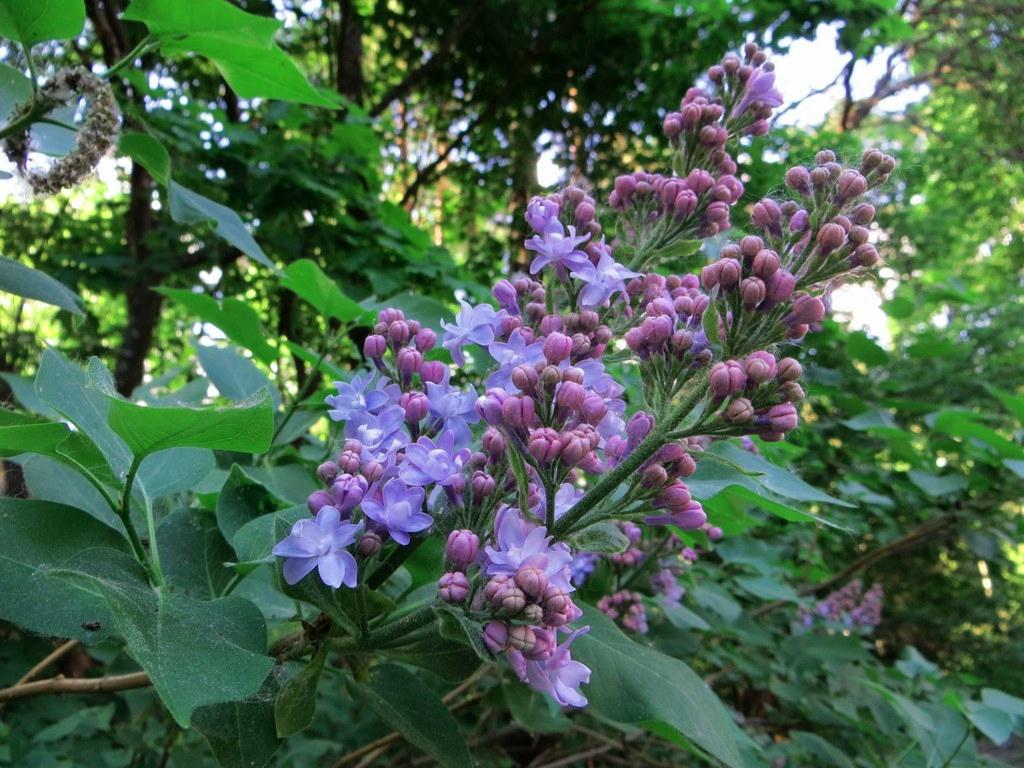 Liilaa loistoa. Seija Korpela kuvasi syreeninkukat Pitäjänmäen Reimarlassa 28.5.