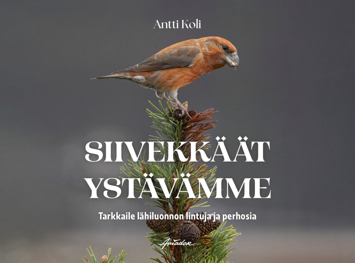 Isokäpylinnulle maistuvat parhaiten männynsiemenet.