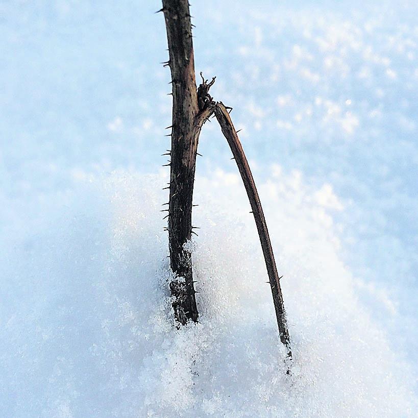 Yksin. Laskiaisesta alkaa Jeesuksen tie kohti kärsimystä. Kuva: Katri Saarela/Instagram: Kutriart