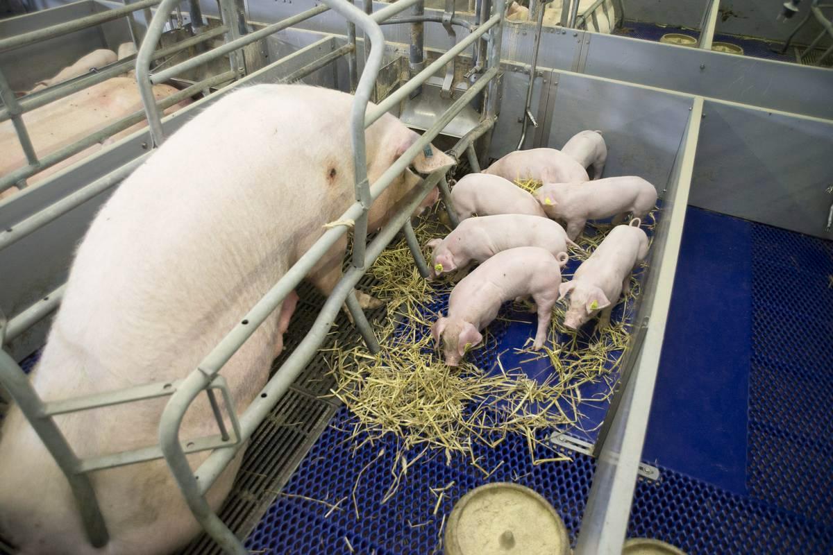 Emakot viettävät osan elämästään niin sanotussa emakkohäkissä. Luomutiloilla niitä ei käytetä. Kuva: Timo Aalto / Lehtikuva.