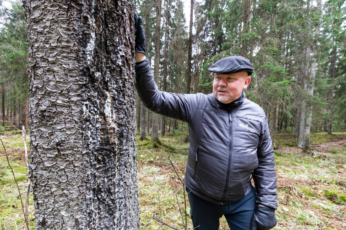 ”Metsäomaisuudella ei ole Espoon seurakunnille taloudellisen selviytymisen merkitystä”, sanoo Espoon seurakuntayhtymän kiinteistöjohtaja Petteri Leinonen.