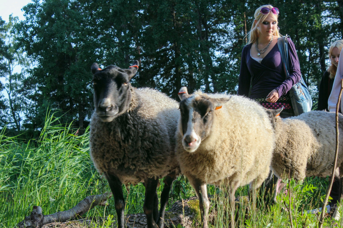 Sonja Hovi kavereineen kävi katsomassa Mustasaaren lampaita Urheaa, Yönsilmää, Ruusua ja Ylvästä. Kuva: Pinja Jalkanen