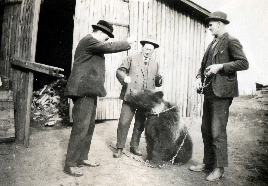 Yksi Kivisaaren isännän Kaarlo Kontron karhuista 1920-luvun puolivälin tienoilla. Kuva: Kaarlo Kontron kotialbumi 