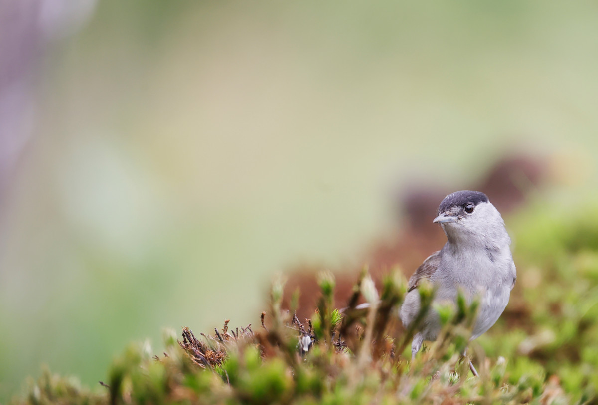 Rakastettu Sylvian joululaulu ei mahtunut tänä vuonna Kauneimmat joululaulut -lauluvihkoon. Sylvian joululaulun linnun on arveltu olevan mustapääkerttu (kuvassa). Mitähän se mahtaa tuumailla päätöksestä?
