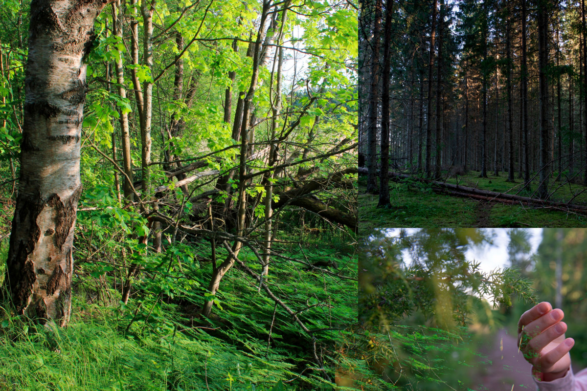Puiden ympäröimänä rauhoittuu ja voi kokea itsensä osaksi jotain suurempaa. Kuvat: Pinja Jalkanen ja Maija Saari