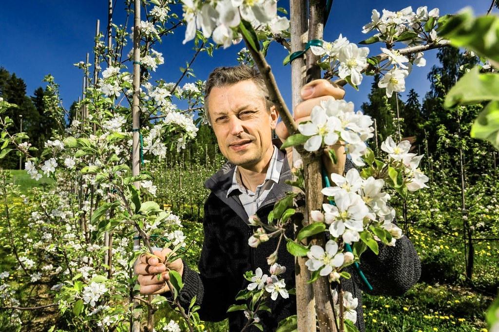 Rikard Korkman on jo etukäteen myynyt tulevan syksyn sadon kuluttajille, jotka ovat ostaneet sen osuuksina puiden tuotosta.