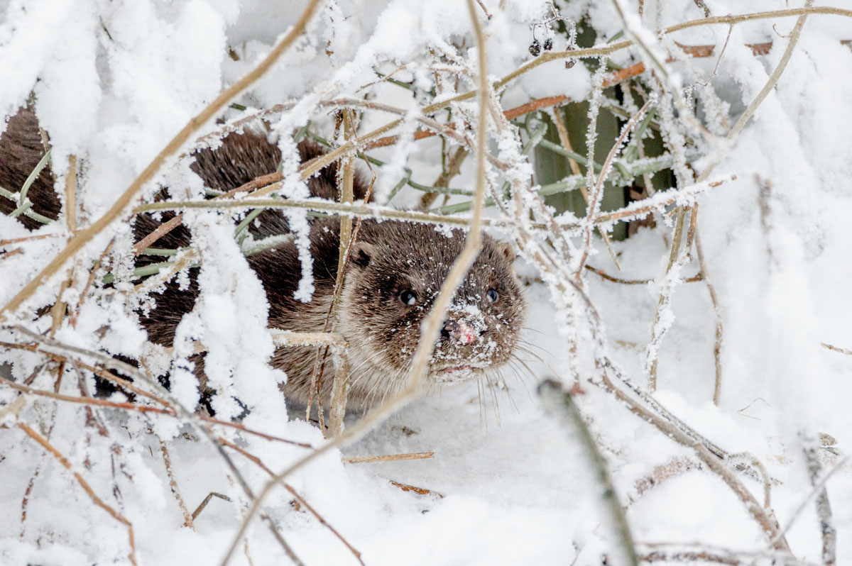 Saukko, tieteelliseltä lajinimeltään Lutra lutra, Suomen talvessa. Kuvaaja: Hert Niks/Istock