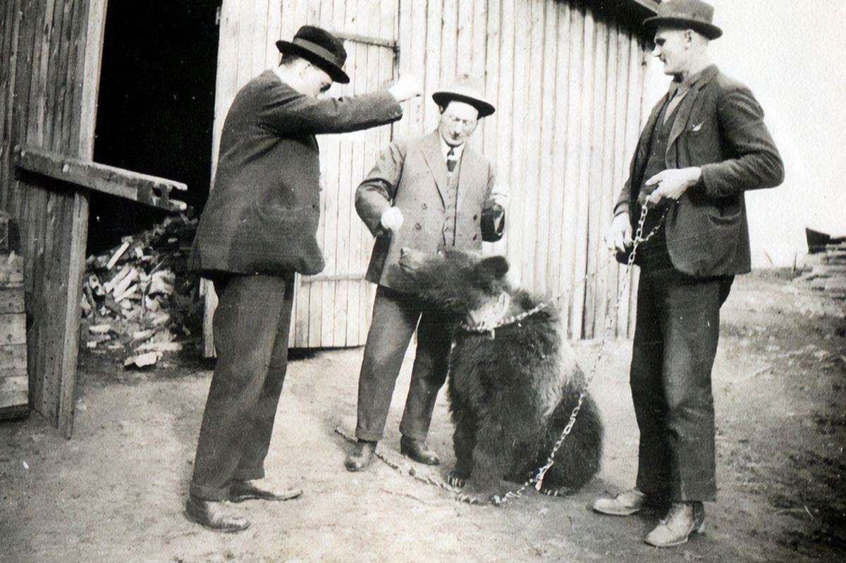 Yksi Kivisaaren isännän Kaarlo Kontron karhuista 1920-luvun puolivälin tienoilla. Kuva: Kaarlo Kontron kotialbumi 