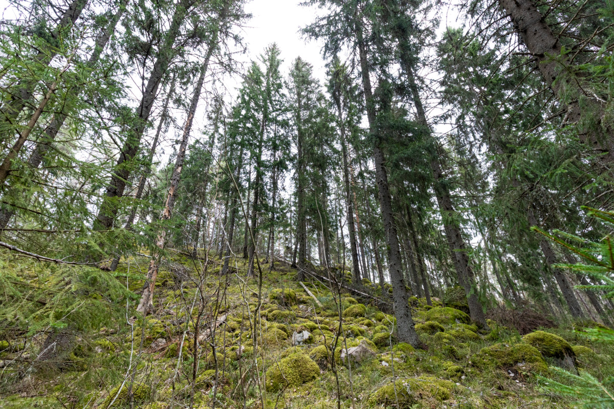 Velskolan metsää kuvattuna huhtikuussa 2026.