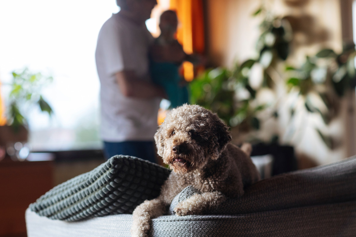 Monessa lapsiperheessä haaveillaan koirasta, mutta kaikilla ei ole siihen varaa.