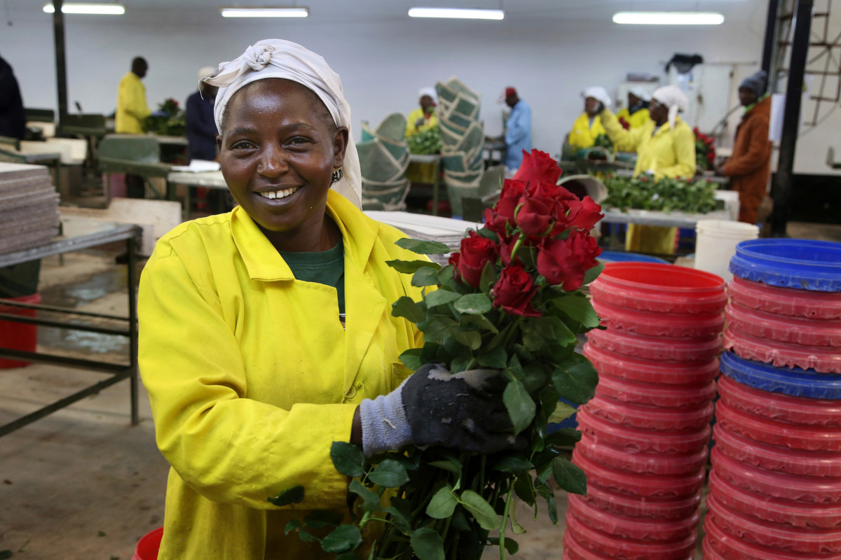 Mildred Mayanga työskentelee pakkaajana kenialaisella Isinya Roses -kukkatilalla. Kuva: Petteri Kokkonen