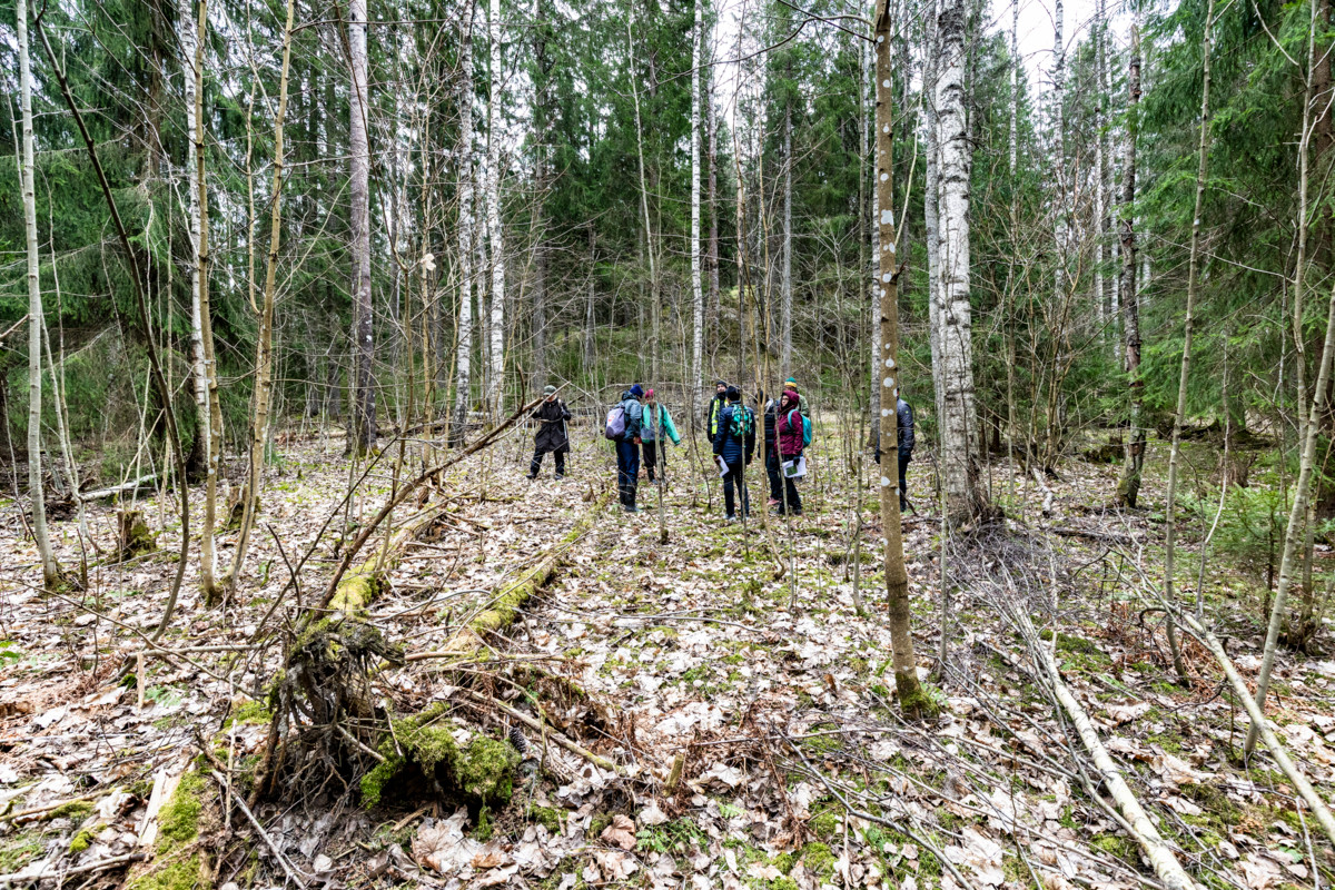 Retkikunta viivähti myös lehtometsässä, jossa esiintyy suuri lajikirjo.