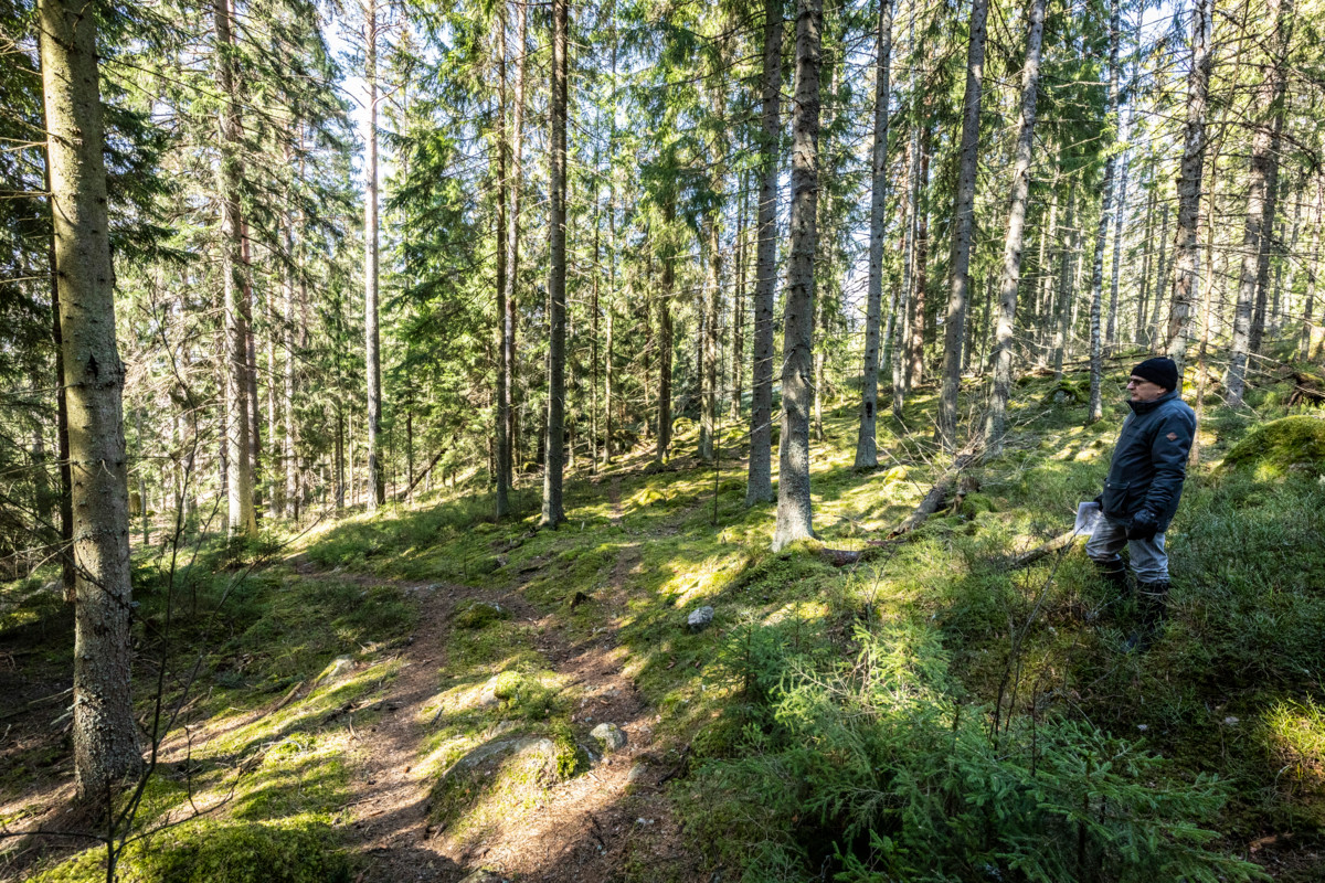 Maisematyöluvassa on kyse metsähakkuista, joita Espoon seurakunnat suunnittelevat Velskolan alueen metsiin. Kuva on otettu Velskolassa keväällä 2020.