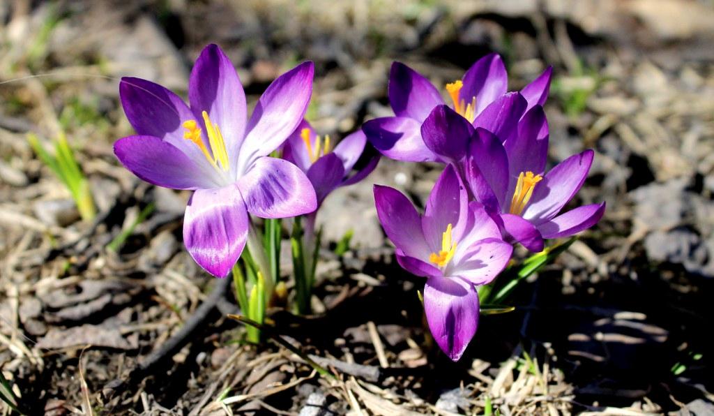 Kevätkukkia. Nina Vakkila kuvasi krookukset pääsiäislauantaina Kontulassa.