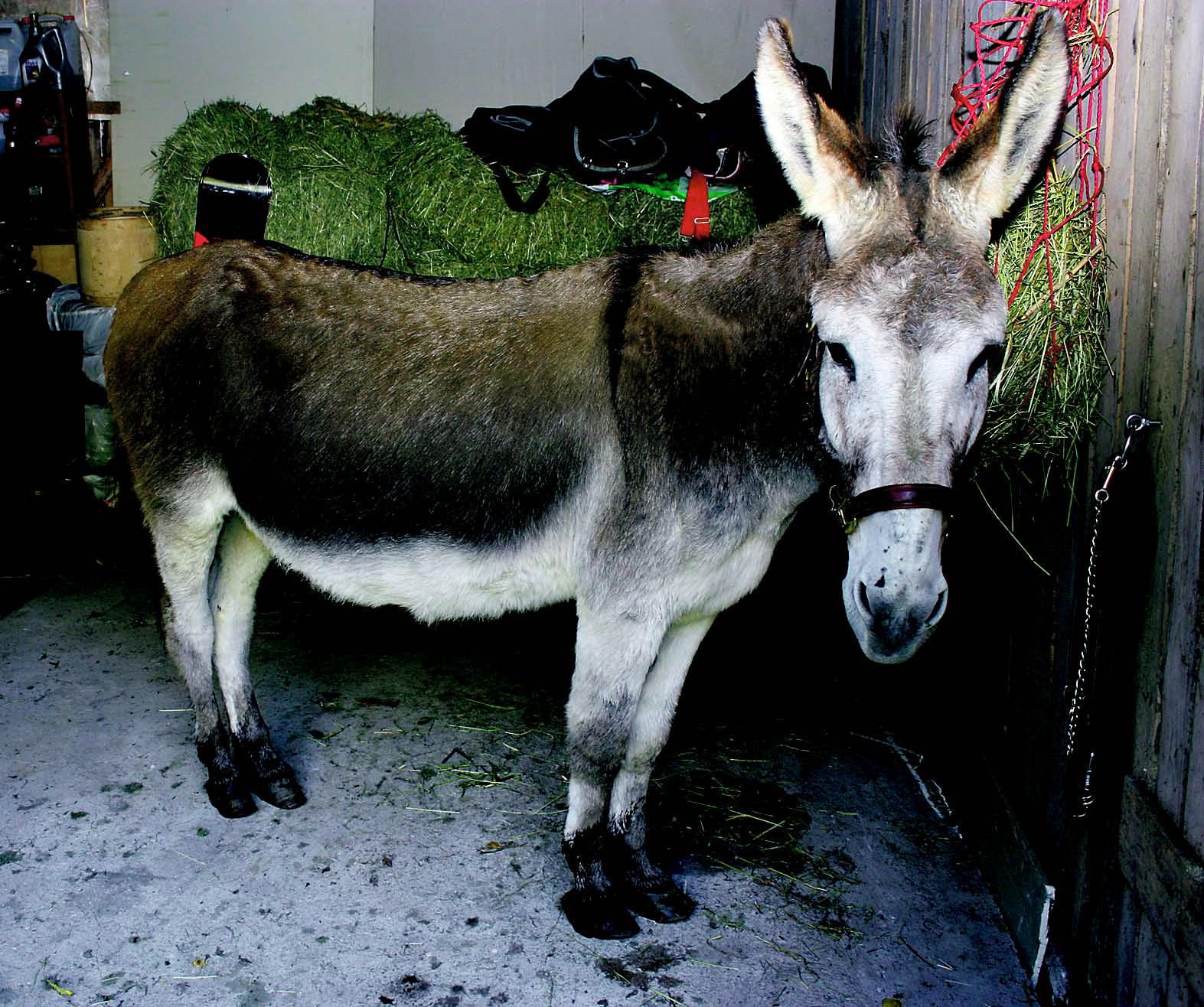 Pinja-aasilla on iän tuomaa varmuutta ja se pitää lapsista.