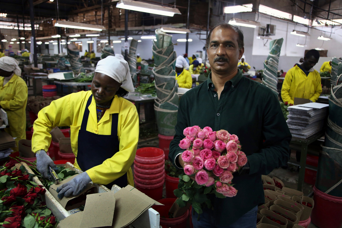 ”Asiakkaat kaipaavat vaihtelua, joten meillä on koko ajan koeviljelyssä uusia lajikkeita”, kertoo Isinya Roses -kukkatilan markkinointijohtaja Anantha Kumar. Kuva: Petteri Kokkonen