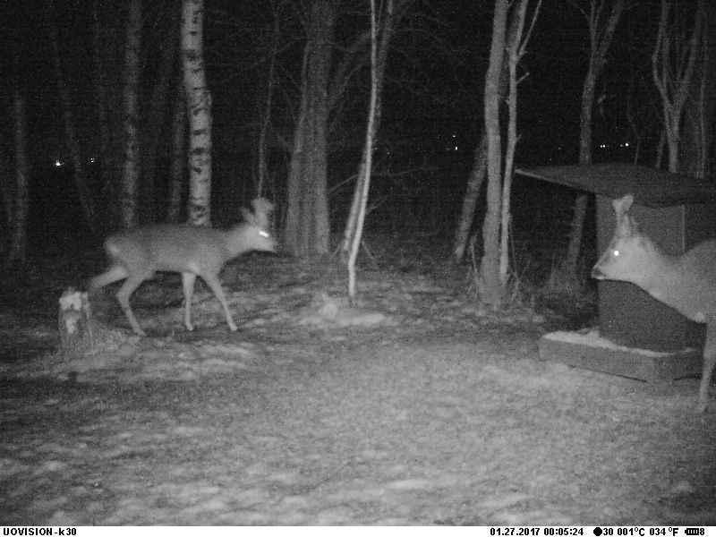 Staran riistakamera kuvasi metsäkauriita Herttoniemessä tammikuussa.