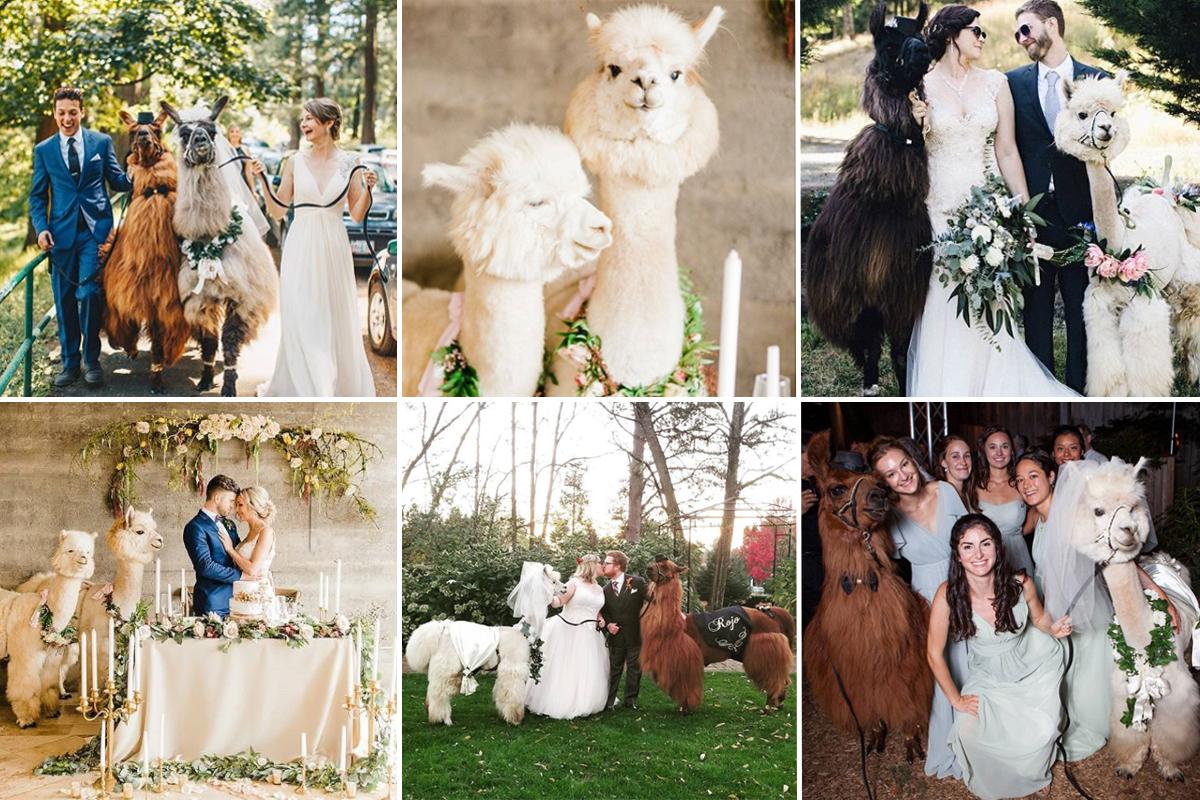 Laamat ja alpakat saavat häävieraat hyvälle mielelle ja tekevät hääkuvista valloittavia. Ruutukaappaus Wedding Llamas -tililtä Instagramista.