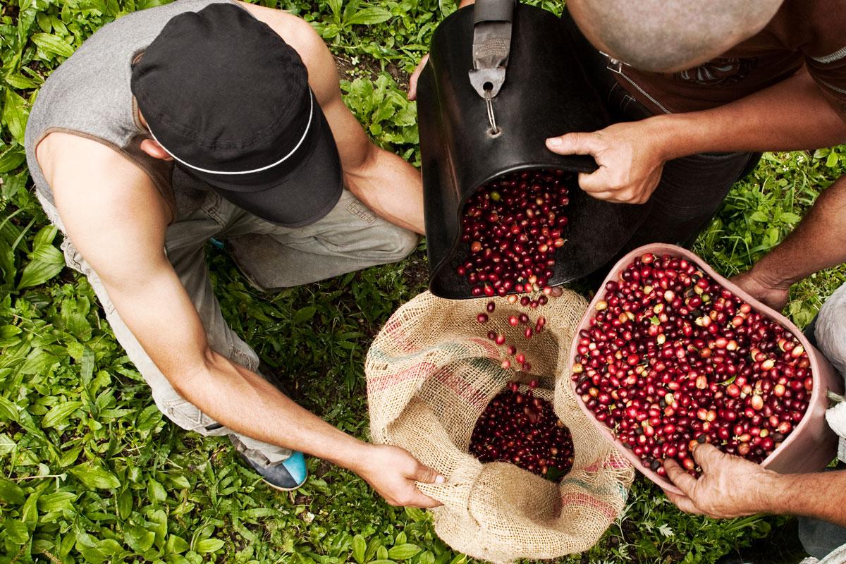 Suomeen Reilun kaupan kahvia tulee ympäri maailmaa, muun muassa Hondurasista, Guatemalasta, Perusta, Tansaniasta ja Kolumbiasta, jossa tämän kuvan kahvimarjat kasvoivat.