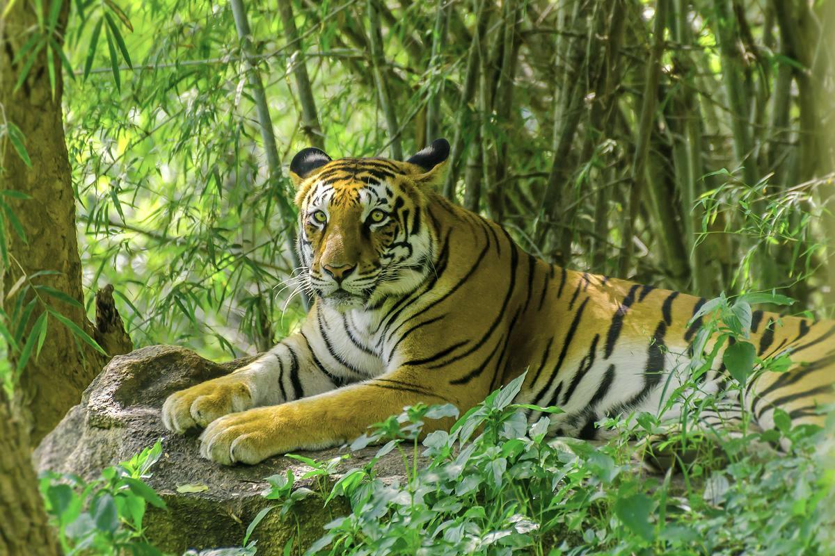 Vuonna 2016 luonnossa elävien tiikereiden määräksi arvioitiin enää 3890 yksilöä. WWF pyrkii kaksinkertaistamaan tiikerien määrän vuoteen 2022 mennessä.