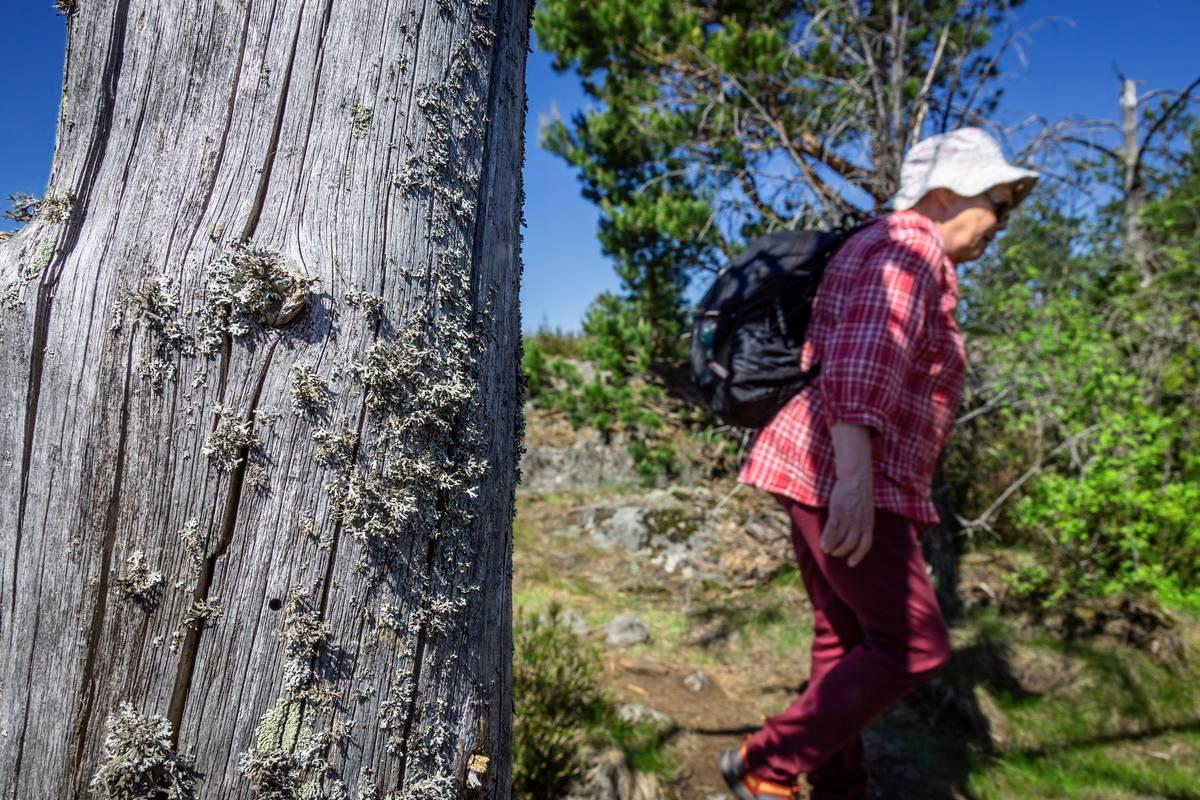 Raija Hentman kunnioittaa keloja. Mänty elää satoja vuosia, mutta seisoo kuolleena pystyssä vielä pidempään.