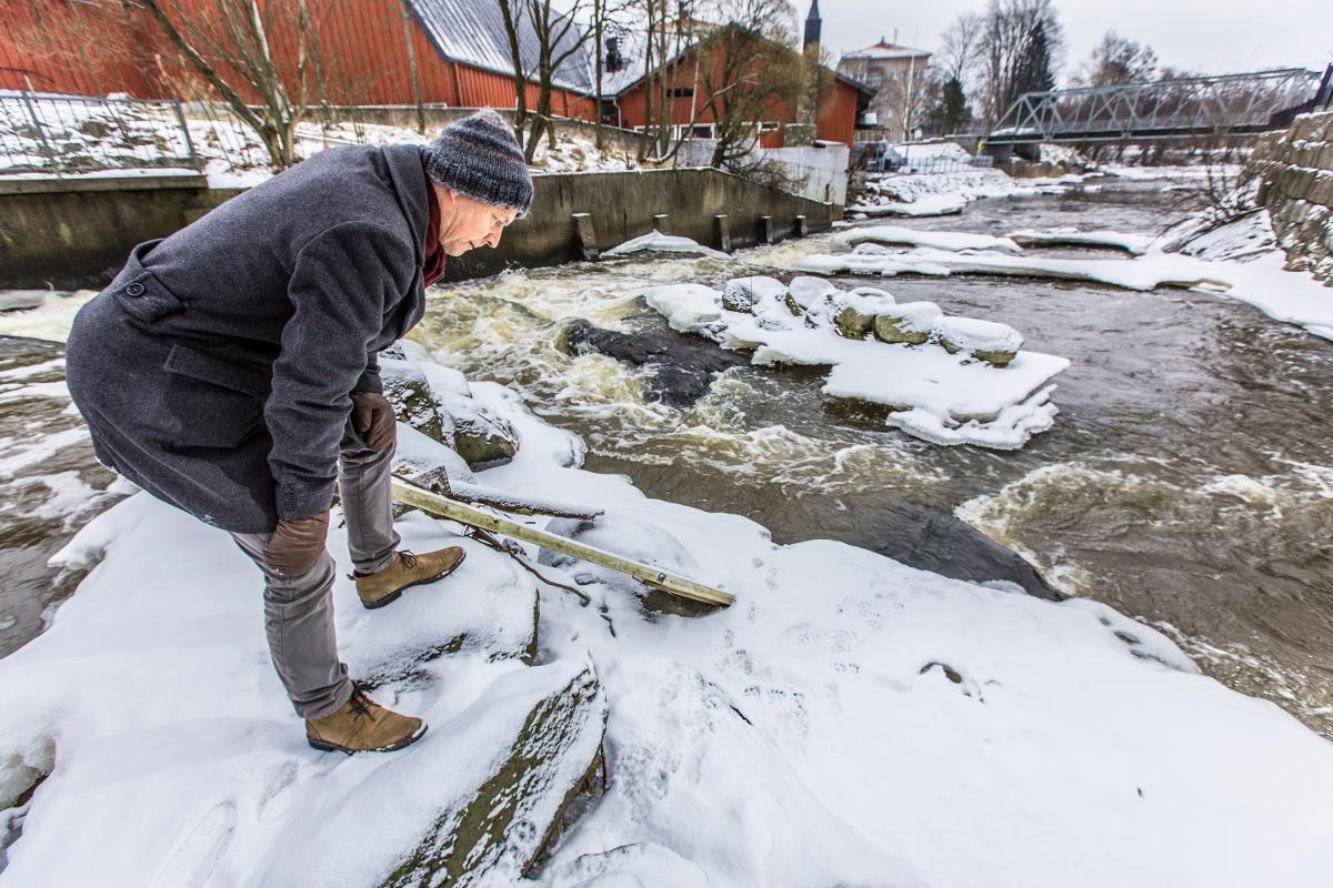 Kosteikkotutkija Petri Nummi löysi saukon tuoreet jäljet Vanhankaupunginkoskelta, jossa niitä on nähty monena talvena.