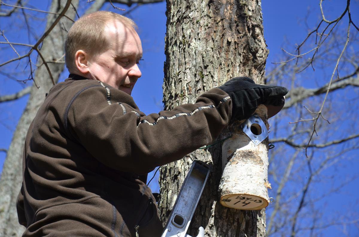 Tikkurilan seurakunnan pappi Jaakko Hyttinen kiinnittää linnunpönttöä puuhun vuonna 2013.