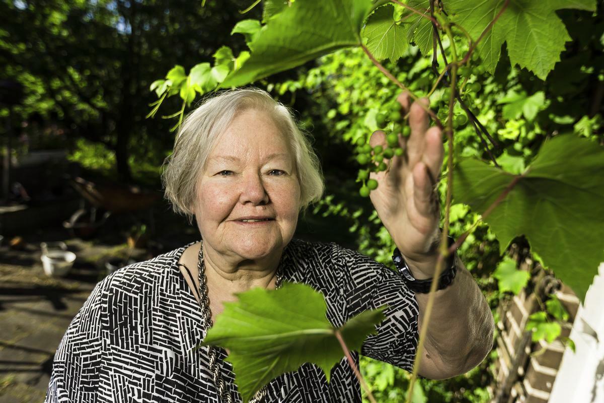 Ystävyyden hedelmiä. Kosesta hankittu viiniköynnös tuottaa runsasta satoa Marja-Liisa ja Teuvo Nokelaisen pihassa Espoossa. Kuva: Jukka Granstrom