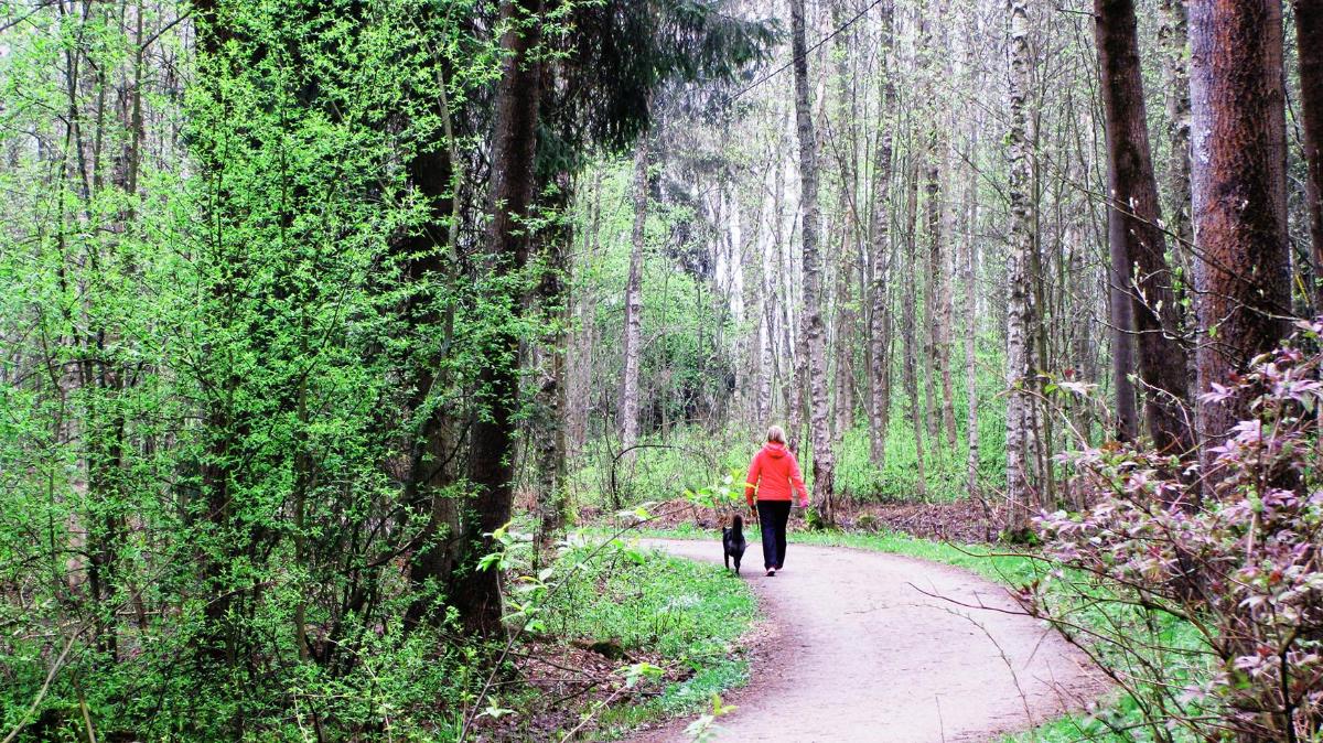 Tattarisuo tunnetaan lähinnä romukaupoistaan. Harvempi tietää, että osa kuivatetusta rämeestä on metsittynyt reheväksi lehdoksi. Kuva: Marko Leppänen