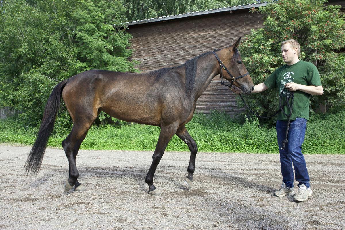 Heti ulos tallista päästyään Viljan menojalka vipattaa. Ravuri ei malttaisi olla hetkeäkään paikoillaan. Kuva: Patrik Lindström